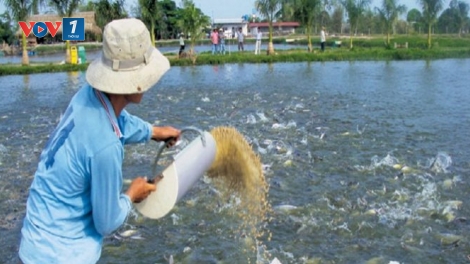 Phòng bệnh cho cá nước ngọt khi chuyển mùa (01/11/2017)