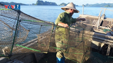 Sử dụng đường dây nóng trong khai thác thủy sản như thế nào nhằm chống đánh bắt bất hợp pháp (24/12/2017)