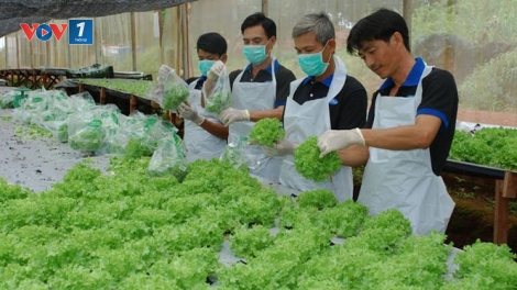 Mở cánh cửa cho nông nghiệp công nghệ cao (10/02/2017)