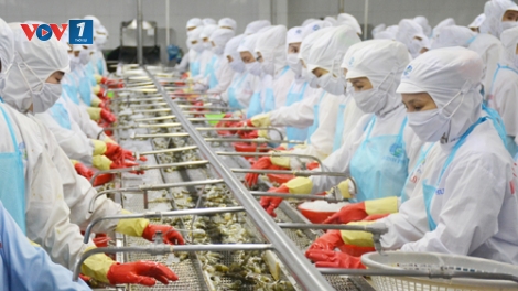 Ngành tôm với mục tiêu xuất khẩu 10 tỷ USD năm 2025 (16/02/2017)