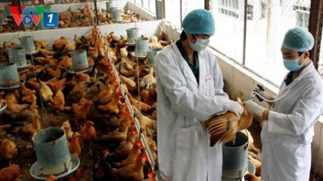 Bộ Nông nghiệp và Phát triển nông thôn khuyến cáo người dân không nên mua gia cầm trôi nổi, không rõ nguồn gốc, bởi nguy cơ dịch cúm gia cầm phát sinh và lây lan trong thời gian này là rất cao (Thời sự đêm 4/3/2017)