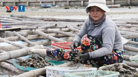 Thủy sản tại Đức Phổ, Quảng Ngãi chết hàng loạt do nuôi trồng không theo quy hoạch (Thời sự đêm 22/4/2017)