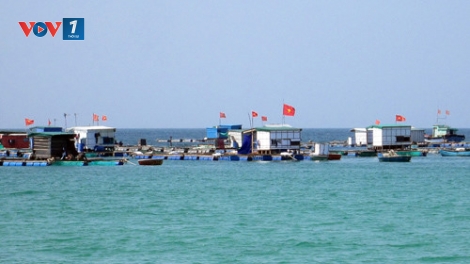 Lý Sơn “tiến thoái, lưỡng nan” với nghề nuôi trồng thủy sản (5/4/2017)
