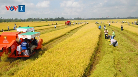 Tích tụ ruộng đất và tâm thế người nông dân (15/4/2017)