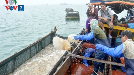 Bồng bềnh nghề sứa ở Cô Tô (7/4/2017)