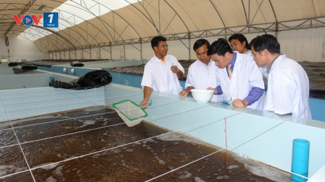 Thủ tướng Chính phủ vừa quyết định thành lập Khu nông nghiệp ứng dụng công nghệ cao phát triển tôm Bạc Liêu (Thời sự đêm 25/5/2017)