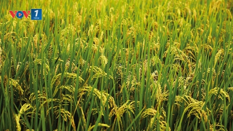 Những lưu ý đối với người nông dân ở các tỉnh phía Bắc trong việc bảo vệ lúa xuân, chuẩn bị triển khai vụ Hè thu 2017. (31/5/2017)
