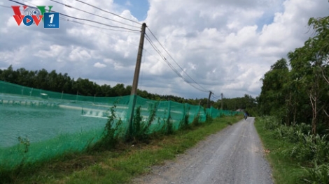Do buông lỏng quản lý của các ngành chức năng và địa phương nên nhiều hệ thống đê sông ngăn mặn, chống triều cường ở tỉnh Tiền Giang bị xâm hại nghiêm trọng (Thời sự đêm 17/6/2017)