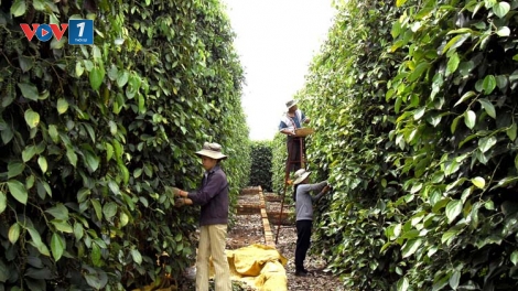 Giá hồ tiêu tại nhiều địa phương giảm xuống thấp nhất trong nhiều năm qua, gây khó khăn cho người trồng tiêu (Thời sự đêm 8/6/2017)