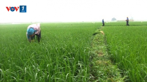 Người kỹ sư bỏ phố về quê làm nông nghiệp: Cung cấp cho xã hội những thực phẩm an toàn (26/6/2017)