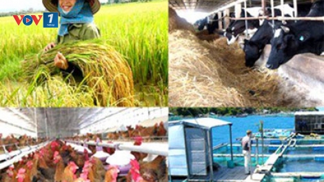 Gỡ khó cho đầu tư nông nghiệp, nông thôn (23/6/2017)
