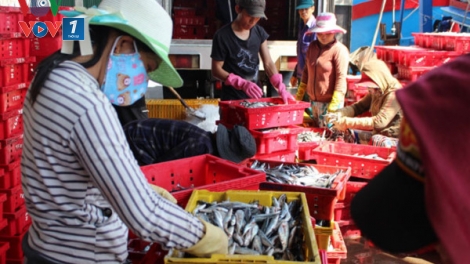 Hỗ trợ Doanh nghiệp nhỏ và vừa để phát triển các cụm liên kết ngành trong chuỗi giá trị khu vực nông nghiệp, nông thôn (5/7/2017)