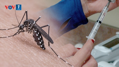 Viện Pasteur thành phố Hồ Chí Minh cho biết sắp kết thúc quá trình thử nghiệm loại vắc-xin phòng bệnh sốt xuất huyết (Thời sự đêm 3/8/2017)