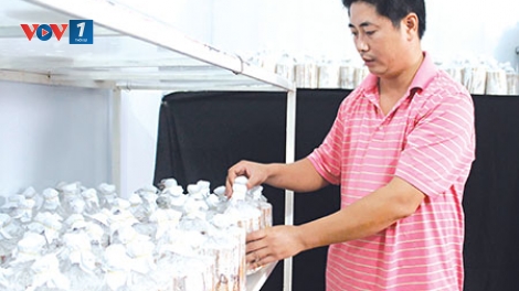 Nguyễn Xuân Kiên và hành trình đưa thương hiệu nấm Việt ra thế giới (22/8/2017)