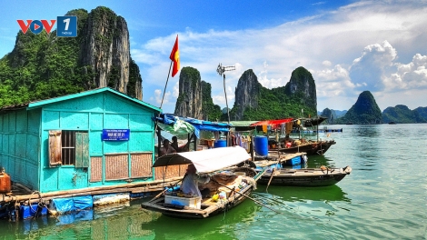 Ngư dân trên vịnh Hạ Long: Sinh kế bền vững nhờ sống hài hòa với biển (25/8/2017)