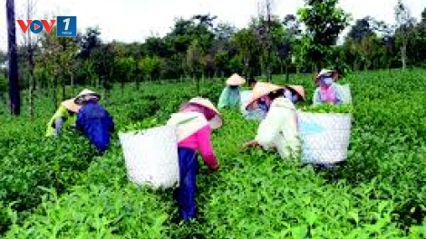 Giải bài toán lao động nông thôn trong thời kỳ công nghiệp hóa, hiện đại hóa (16/8/2017)