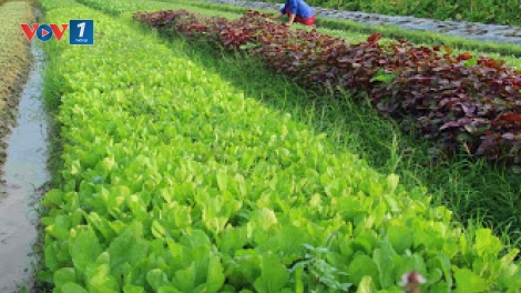 Sản xuất nông nghiệp hữu cơ ở Việt Nam: Đụng đâu khó đấy (19/9/2017)