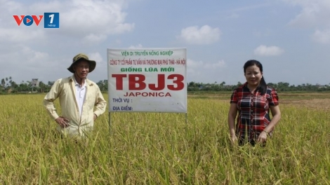 Kỹ thuật trồng và chăm sóc lúa Japonica chất lượng cao (10/01/2018)