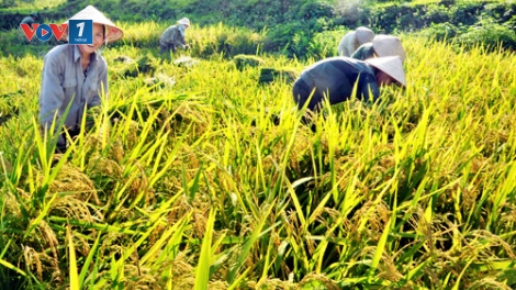 Khát vọng bản sắc Việt (01/01/2018)