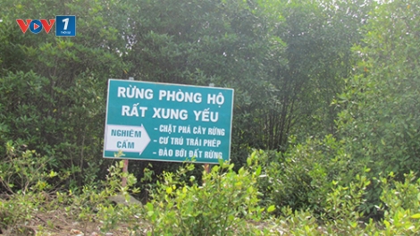 Rừng chỉ được bảo vệ khi người dân sống được từ rừng (30/01/2018)
