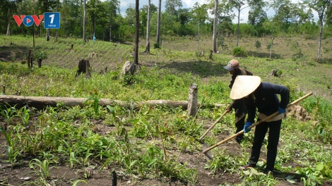 Giám sát của Quốc hội về việc thực hiện quản lý đất đai có nguồn gốc từ nông, lâm trường quốc doanh (8/10/2018)