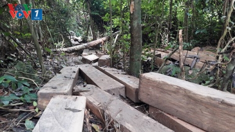 Chớ vô cảm trước nỗi đau của rừng (24/10/2018)