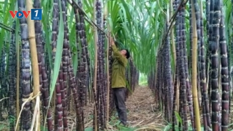 Giải pháp để phát triển cây mía bền vững tại khu vực miền núi phía Bắc (11/10/2018)