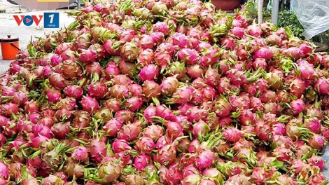 Đừng để người nông dân đơn độc - sau nhiều năm diễn ra tình trạng “được mùa mất giá” (8/10/2018)