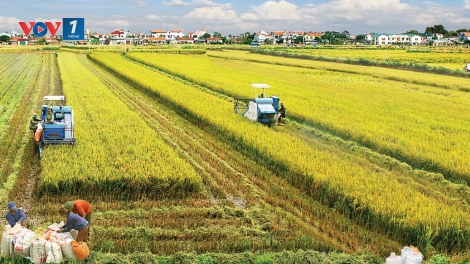 Tích tụ đất nông nghiệp - Cần sửa đổi Luật Đất đai 2013 (14/11/2018)