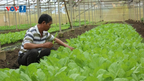 Hạn chế sử dụng thuốc bảo vệ thực vật- hướng đến sản xuất an toàn (7/11/2018)