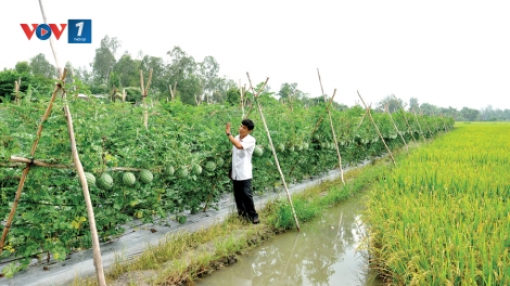 Chuyển đổi cơ cấu sản xuất nông nghiệp thích ứng với biến đổi khí hậu (14/11/2018)