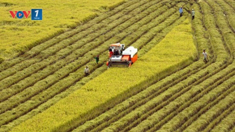 Tích tụ ruộng đất, giải pháp cho sản xuất nông nghiệp hiện đại (10/11/2018)