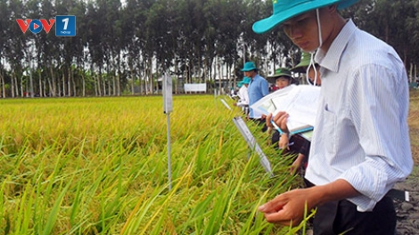 Giải pháp để phát triển ổn định, bền vững các loại lúa chất lượng, đặc sản (20/11/2018)