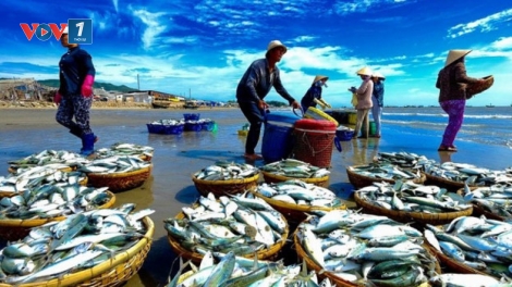 Suy giảm nguồn lợi: Thách thức lớn cho ngành khai thác thủy sản Việt Nam (8/11/2018)