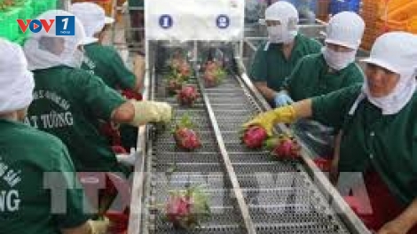 Chương trình sản xuất thực phẩm theo chuỗi – tiêu chí cho những bữa ăn an toàn (27/11/2018)