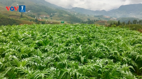 Lào Cai: Diện tích trồng cây dược liệu đạt khoảng 1.000 ha (25/08/2018)