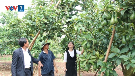 Tây  Nguyên: Bơ trái vụ cho giá trị kinh tế cao (23/12/2018)