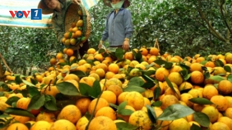 Dự án khởi nghiệp cam Cao Phong – 3T Farm (23/12/2018)
