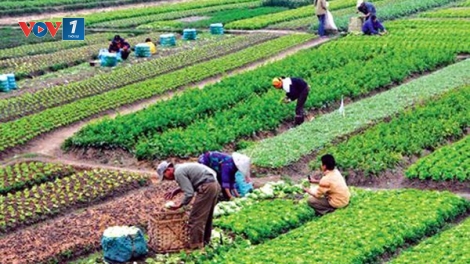 Loạt bài: Liên kết: Động lực cho nông nghiệp bứt phá. Bài 2: Nhận diện rào cản (29/12/2018)