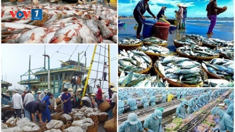Loạt bài: "Gỡ thẻ vàng cho thủy sản Việt Nam - vì một nghề cá bền vững, trách nhiệm". Bài 1: Câu chuyện đằng sau chiếc "thẻ vàng".