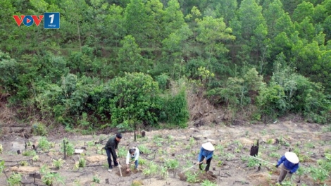 Loạt bài: “Nông nghiệp ứng phó biến đổi khí hậu - Khởi nguồn từ gieo mầm nhận thức”. Bài 1: “Trồng một cây” (24/12/2018)