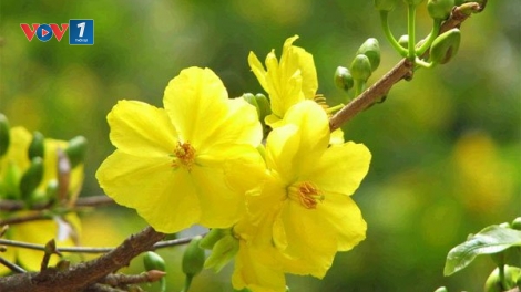 Trải lụa cầu 3 nhịp ..... (14/02/2018)