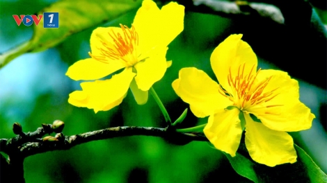 Điểm báo xuân Mậu Tuất