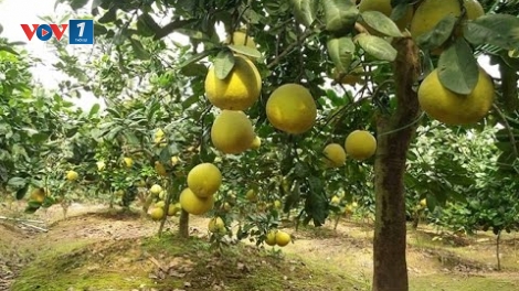 Lão nông Đào Minh Chuyên với hành trình tự lai tạo và xây dựng thương hiệu cho cây bưởi đặc sản của riêng mình. (16/3/2018)