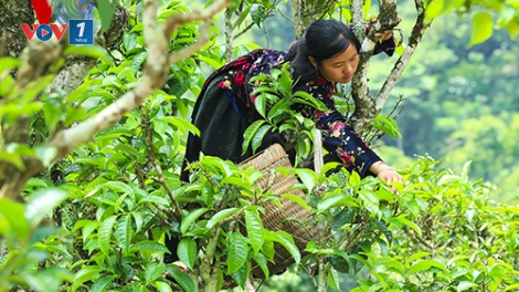 Cây chè, hướng xóa đói giảm nghèo cho đồng bào vùng cao Xà Dề Phìn, huyện Sìn Hồ, tỉnh Lai Châu (27/3/2018)