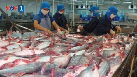 Cơ hội nào cho hải sản Việt Nam bước vào EU trong thời gian tới (23/3/2018)