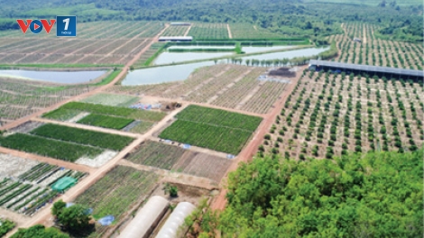 Gặp gỡ thầy giáo Vũ Khắc Quang với quyết định táo bạo: Nghỉ việc giảng dạy để về quê gom ruộng làm giàu (06/03/2018)