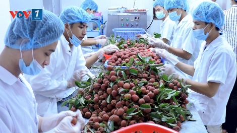 Quý I năm 2018 GDP nông nghiệp tăng cao nhất trong 13 năm qua: Làm sao để bền vững? (6/4/2018)