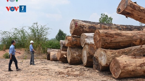 Khai thác gỗ trái phép nghiêm trọng tại xã Đăk Rơ Nga, lâm phần Công ty Trách nhiệm hữu hạn một thành viên lâm nghiệp Đăk Tô (huyện Đăk Tô), tỉnh Kon Tum (9:02 giây)