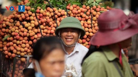 Vải thiều và bài toán tiêu thụ nông sản (8/6/2018)